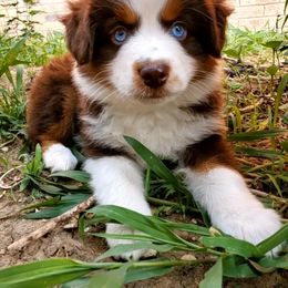 Miniature Australian Shepherd Puppies from CopperHead Aussies