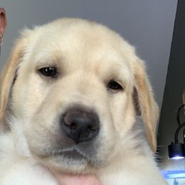 Labrador Retriever Puppies from County Line Gun Dogs