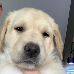Labrador Retriever Puppies from County Line Gun Dogs
