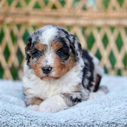 Tinkerbell - Blue merle female Bernedoodle puppy in Spokane, Washington from Lilac City Doodles