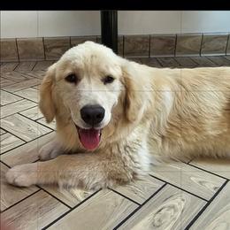Girl pup - Golden female Golden Retriever puppy in Los Angeles, California from Sea Air Goldens
