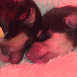 Boy 3 - Black white and tan male Collie puppy in Amherst, Virginia from Clearvu Kennels