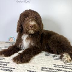 Valeria - Chocolate female Double Doodle puppy in Southwest Ranches, Florida from Dandy Doodle Ranch