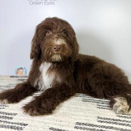 Valeria - Chocolate female Double Doodle puppy in Southwest Ranches, Florida from Dandy Doodle Ranch