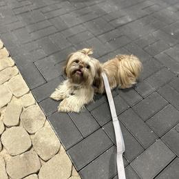 Shih Tzu All Grown Up from Magnolia Grove Farm and Kennel