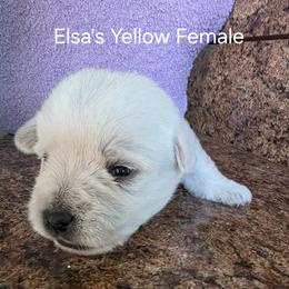 3rd Pick Female - White female West Highland White Terrier puppy in Mayo, Florida from Carrot Tails LLC