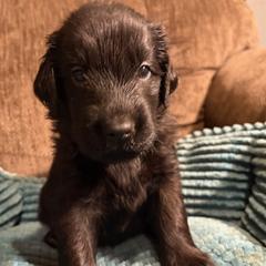 Emerald - Black male Flat-Coated Retriever puppy in Saxapahaw, North Carolina from Banquo