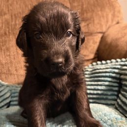 Emerald - Black male Flat-Coated Retriever puppy in Saxapahaw, North Carolina from Banquo
