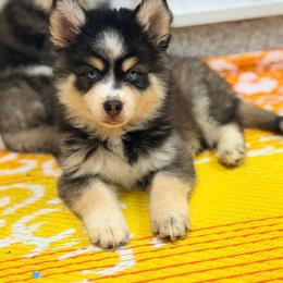 Lionel - Black and white male Pomsky puppy in Centerville, Iowa from LJ Kennels Pomskies, LLC