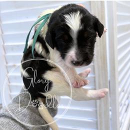 Teal - Tri-color female Bernedoodle puppy in Rockwall, Texas from Glory Doodles