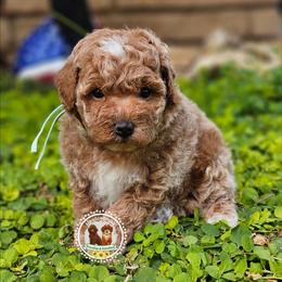 Theo - Red  male Poodle puppy in Salem, Missouri from Meadowbrook Poodles