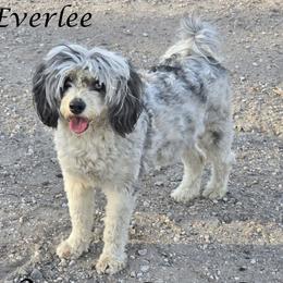 Everlee - Aussiedoodle