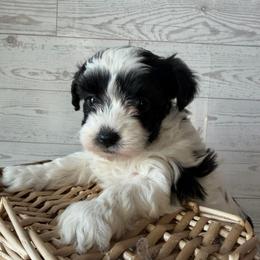 Layla - Black & white female Maltipoo puppy in Chariton, Iowa from Mia Lucky Home