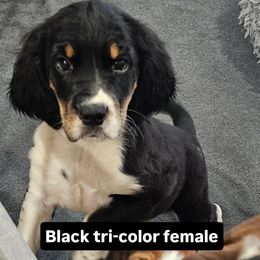 Yellow collar - Black white and tan female English Springer Spaniel puppy in Anderson, South Carolina from Hembree Creek Springers