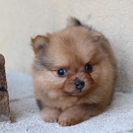 Gracie - Orange sable female Pomeranian puppy in Corpus Christi, Texas from Crown Rose Pomeranians