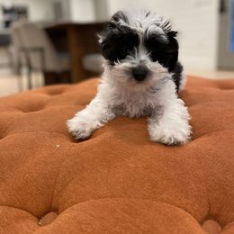 Goldendoodle, Havanese, and Havapoo Puppies from Lady Paws Puppies
