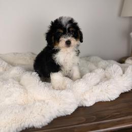 West - Tri-color male Bernedoodle puppy in Sweetwater, Florida from Sandy Snout Doodles