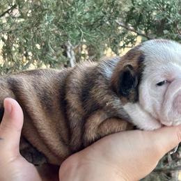 Sara - Brindle female Bulldog puppy in Ranger, Texas from Select Bulldogs