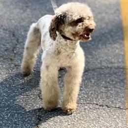 Old English Sheepdog, Poodle, Sheepadoodle, and Yorkipoo All Grown Up from Love Tallulah Sheepadoodles LLC