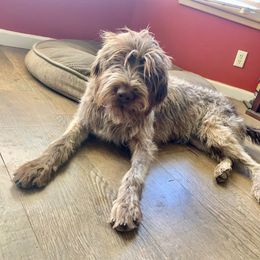 Umi - Wirehaired Pointing Griffon