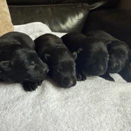 Female 2 - Black female German Shepherd puppy in Denver, Colorado from Morales Kennels