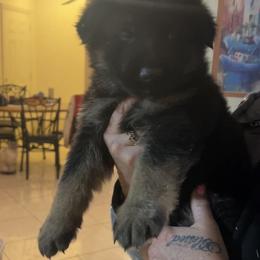 Vader - Black and red male German Shepherd puppy in Whitewater, California from Vom Haus Metzler Shepherds