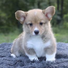 Drizzle - Sable female Pembroke Welsh Corgi puppy in Fayetteville, Arkansas from Intergalactic Corgis