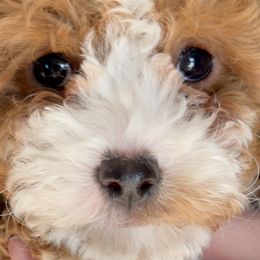 Bernedoodles and Cavapoos from Azbernedoodlepuppies