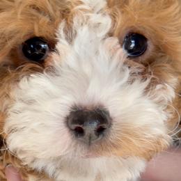 Bernedoodles and Cavapoos from Azbernedoodlepuppies