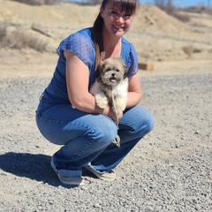 Summer now Sutton - Brown and white female Shichon puppy in Delta, Colorado from PTK Ranch