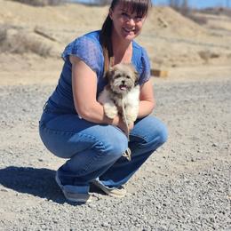 Summer now Sutton - Brown and white female Shichon puppy in Delta, Colorado from PTK Ranch