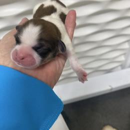 Lulu - Sable and white female Shih Tzu puppy in Reddell, Louisiana from TINYSHIHTZUFURU