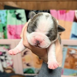 Almond Joy - Blue female Boston Terrier puppy in Monroeton, Pennsylvania from Molly & Hailey’s Boston Terrier Pups