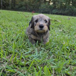 Dachshund Puppies from Jennifer Starkey