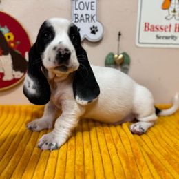 Missy - Black and white female Basset Hound puppy in Pilot Mtn, North Carolina from Lowdown Love Basset Hounds