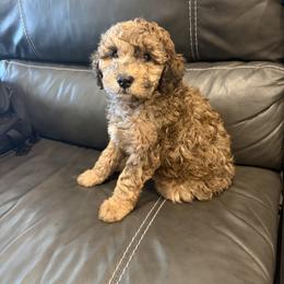 Goldendoodle and Poodle Puppies from Gentle Paw Goldendoodles