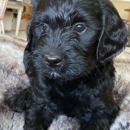 Ryder - Black male Labradoodle puppy in Anaconda, Montana from Daisy's Labradoodles