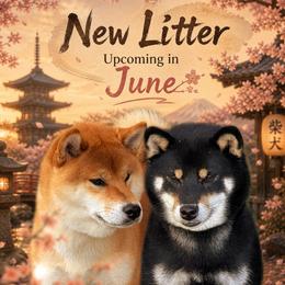 Shiba Inu puppies from Wagashiken