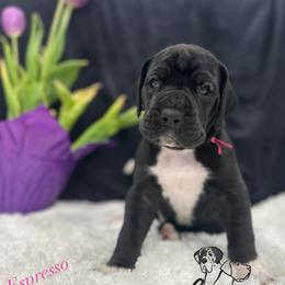 Espresso - Black and white female Great Dane puppy in Liberty, New York from Catskills Greatest Danes