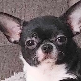 MASHA - Chihuahua