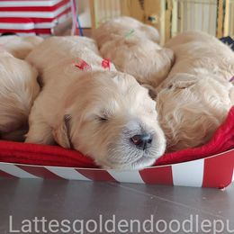 Goldendoodle Puppies from Lattesgoldendoodlepuppies