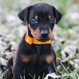 Jack - Black and rust male Doberman Pinscher puppy in Winchester, Ohio from 32 Farms