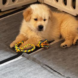 Jingle - Golden male Golden Retriever puppy in Indiana County, Pennsylvania from Liberty's Legacy Goldens