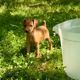 Video Ryan - Red male Miniature Pinscher puppy in Eatonton, Georgia from TNT Puppies