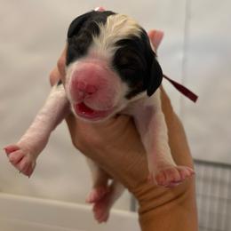 Dolly - Maroon - Brown and white female Bernedoodle puppy in Rockwall, Texas from Glory Doodles