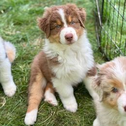 Sawyer- currently not available - Red tri-color male Australian Shepherd puppy in Brimfield, Massachusetts from Alias Australian Shepherds