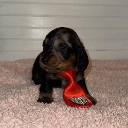 Dachshund Puppies from Wiggle Weens
