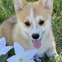 Pembroke Welsh Corgi Puppies from Music City Pembroke Corgis
