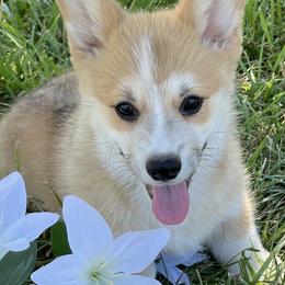 Pembroke Welsh Corgi Puppies from Music City Pembroke Corgis