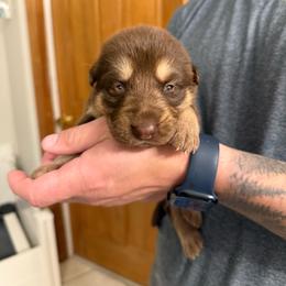 Yellow boy - Brown seal male German Shepherd puppy in Tipp City, Ohio from Urekar Haus
